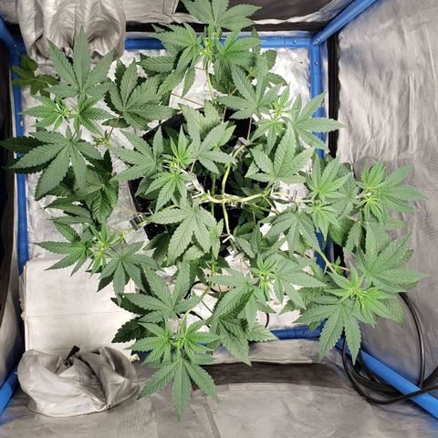 Tanjarina 60x60 growlog timeline photo