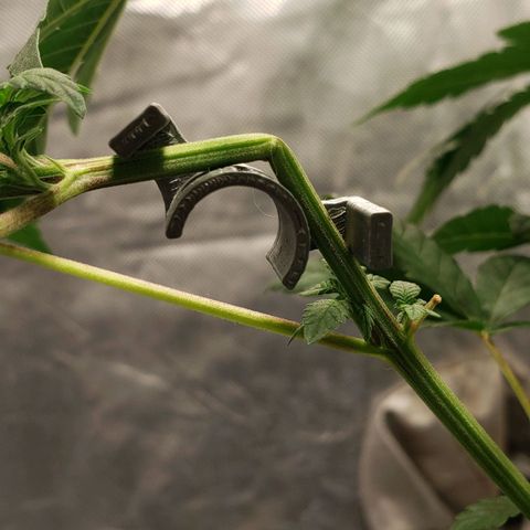 Tanjarina 60x60 growlog timeline photo