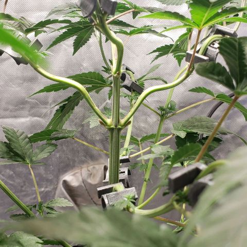 Tanjarina 60x60 growlog timeline photo