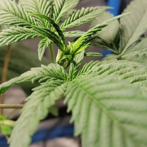 Tanjarina 60x60 growlog timeline photo