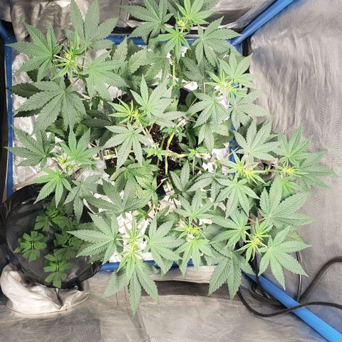 Tanjarina 60x60 growlog timeline photo
