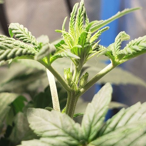 Tanjarina 60x60 growlog timeline photo