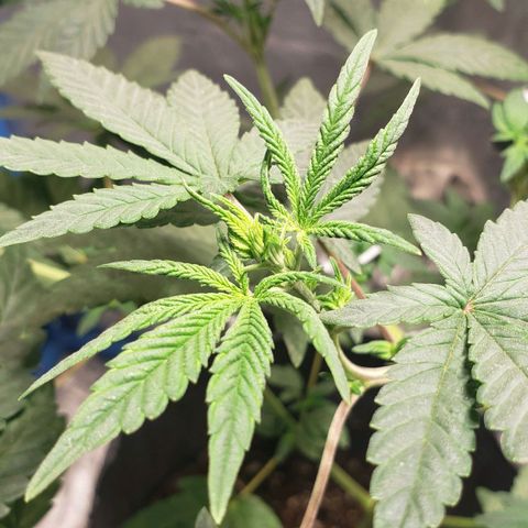 Tanjarina 60x60 growlog timeline photo