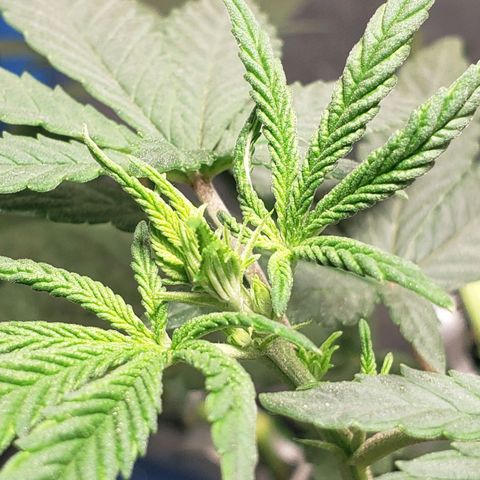 Tanjarina 60x60 growlog timeline photo
