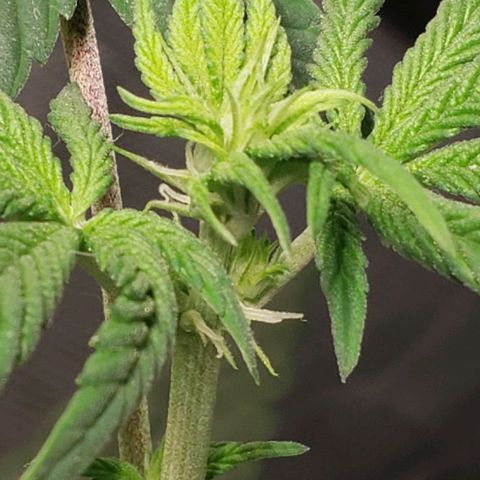 Tanjarina 60x60 growlog timeline photo