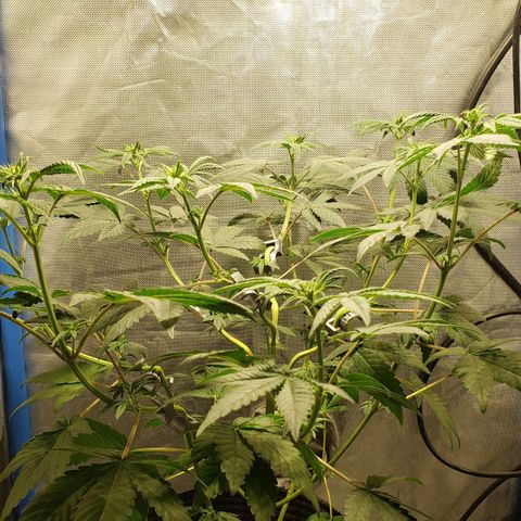 Tanjarina 60x60 growlog photo: Esquejes 