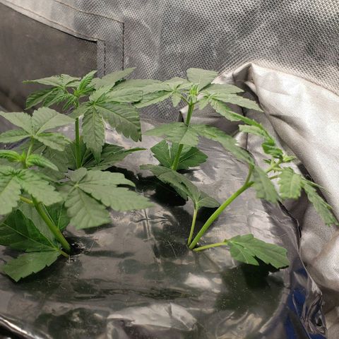 Tanjarina 60x60 growlog photo: Esquejes 
