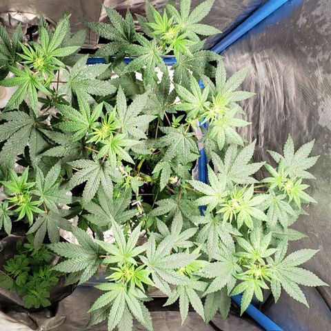 Tanjarina 60x60 growlog timeline photo