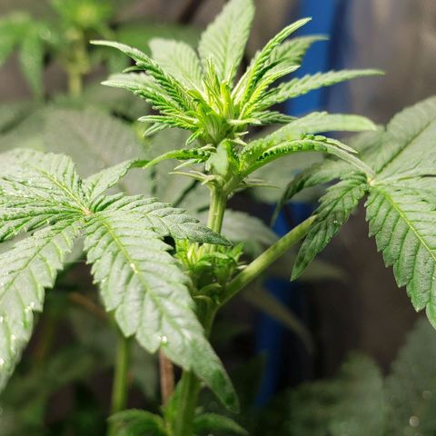 Tanjarina 60x60 growlog timeline photo