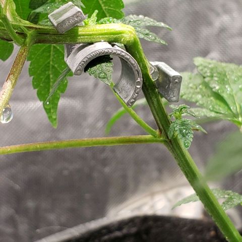 Tanjarina 60x60 growlog timeline photo