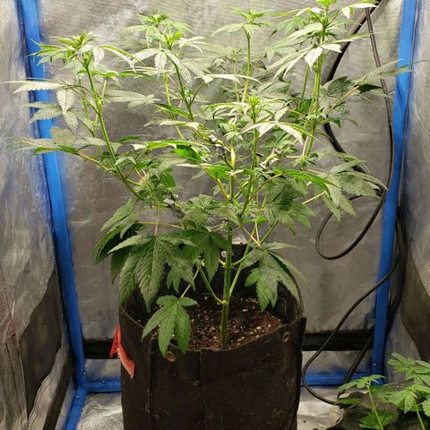 Tanjarina 60x60 growlog timeline photo