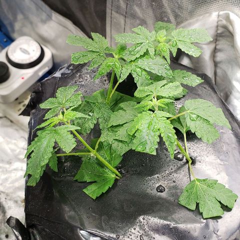 Tanjarina 60x60 growlog photo: Esquejes 