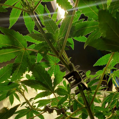 Tanjarina 60x60 growlog timeline photo