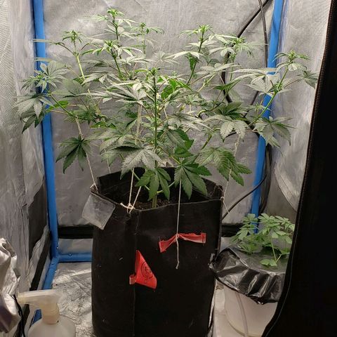 Tanjarina 60x60 growlog timeline photo