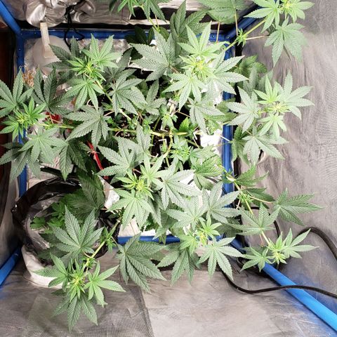 Tanjarina 60x60 growlog timeline photo