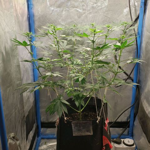 Tanjarina 60x60 growlog timeline photo