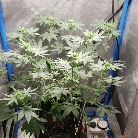 Tanjarina 60x60 growlog timeline photo