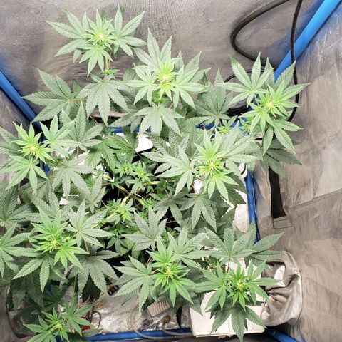 Tanjarina 60x60 growlog timeline photo