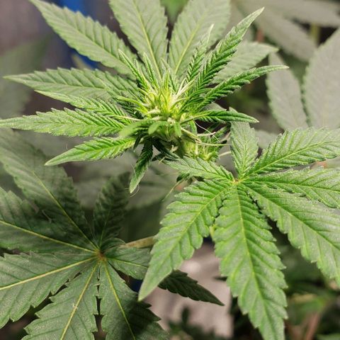 Tanjarina 60x60 growlog timeline photo