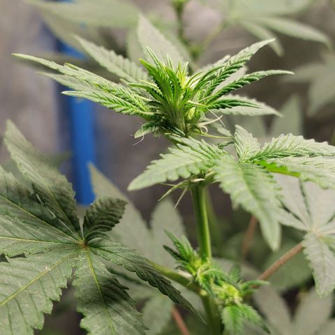 Tanjarina 60x60 growlog timeline photo