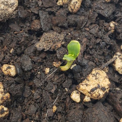 Tanjerina 80x80 growlog timeline photo