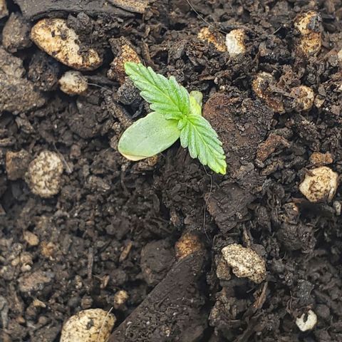 Tanjerina 80x80 growlog timeline photo