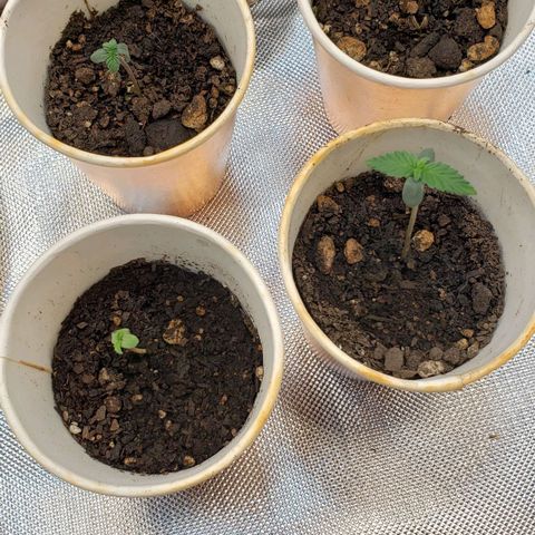 Tanjerina 80x80 growlog timeline photo