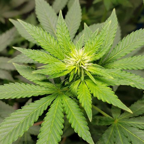 Tanjarina 60x60 growlog timeline photo
