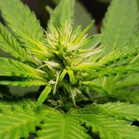 Tanjarina 60x60 growlog timeline photo