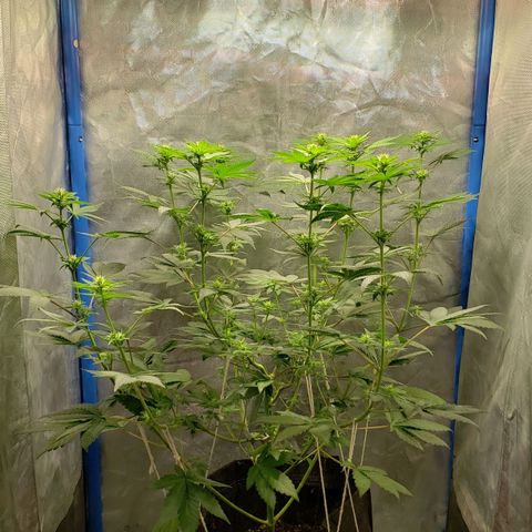 Tanjarina 60x60 growlog timeline photo