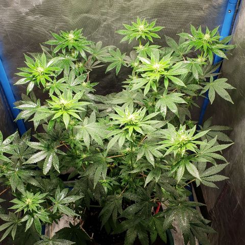 Tanjarina 60x60 growlog timeline photo