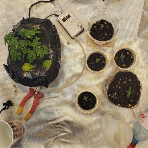 Tanjerina 80x80 growlog timeline photo