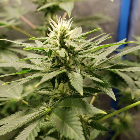 Tanjarina 60x60 growlog timeline photo