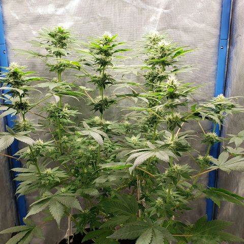 Tanjarina 60x60 growlog timeline photo