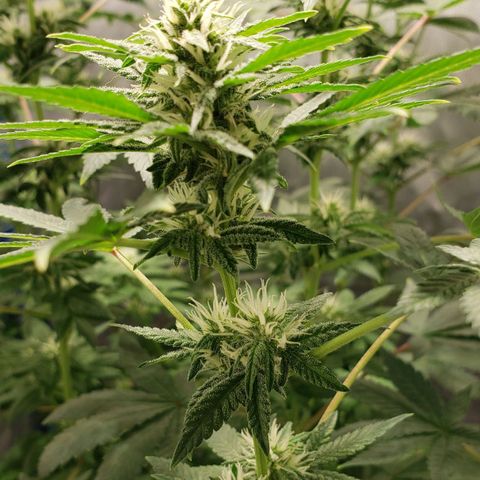 Tanjarina 60x60 growlog timeline photo