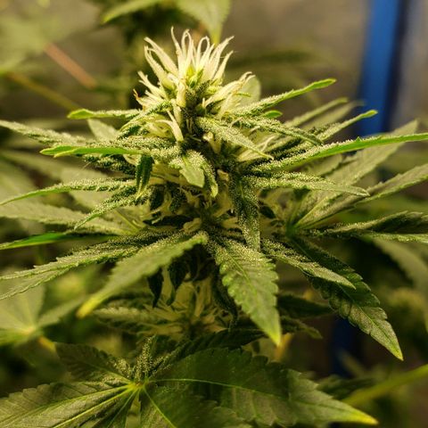 Tanjarina 60x60 growlog timeline photo