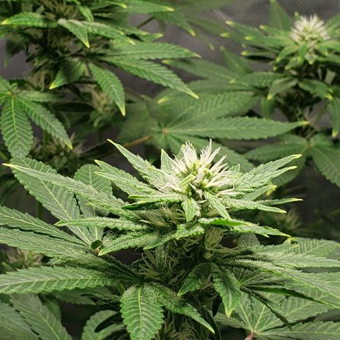 Tanjarina 60x60 growlog timeline photo