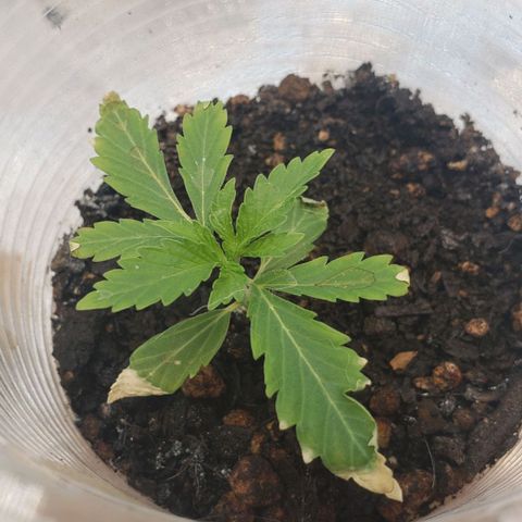 Tanjerina 80x80 growlog timeline photo