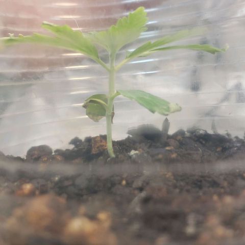 Tanjerina 80x80 growlog timeline photo