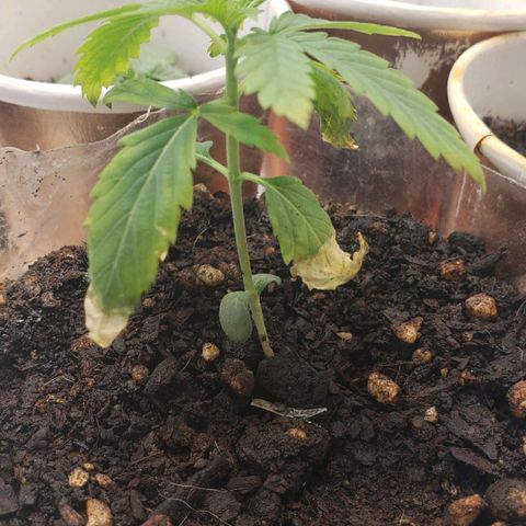 Tanjerina 80x80 growlog timeline photo