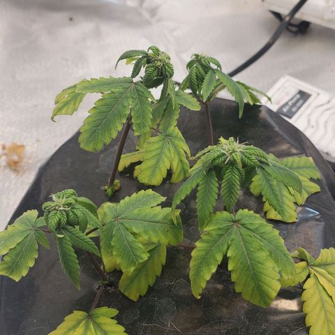 Tanjerina 80x80 growlog photo: Esquejes 