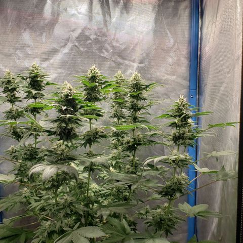 Tanjarina 60x60 growlog timeline photo