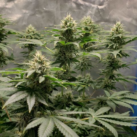 Tanjarina 60x60 growlog timeline photo