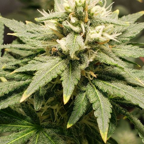 Tanjarina 60x60 growlog timeline photo