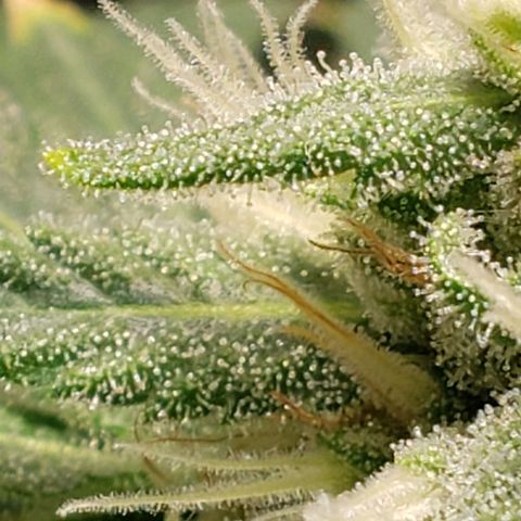 Tanjarina 60x60 growlog timeline photo