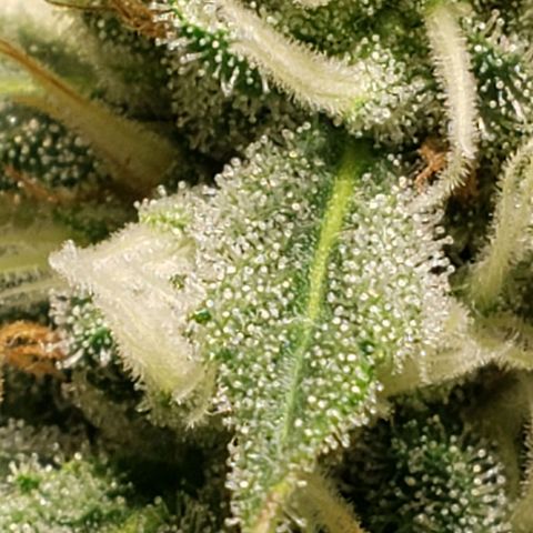 Tanjarina 60x60 growlog timeline photo