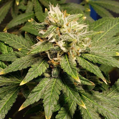 Tanjarina 60x60 growlog timeline photo