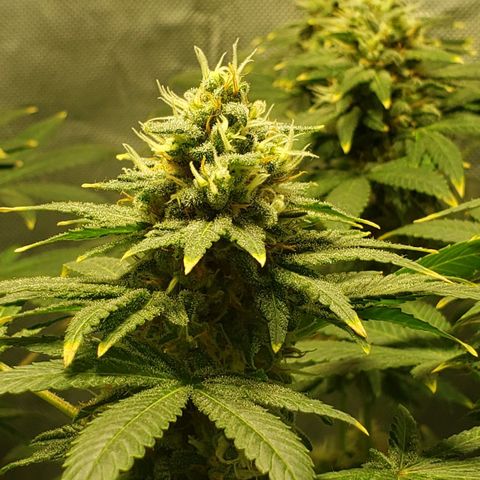Tanjarina 60x60 growlog timeline photo