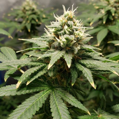 Tanjarina 60x60 growlog timeline photo