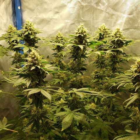 Tanjarina 60x60 growlog timeline photo